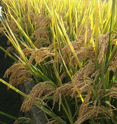 甬优4550-水稻-产品中心