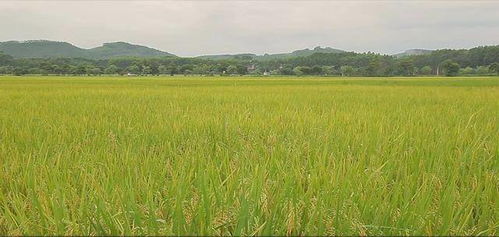 赞 南宁春季农业生产开局良好,实现5年来早稻面积增长首次转负为正