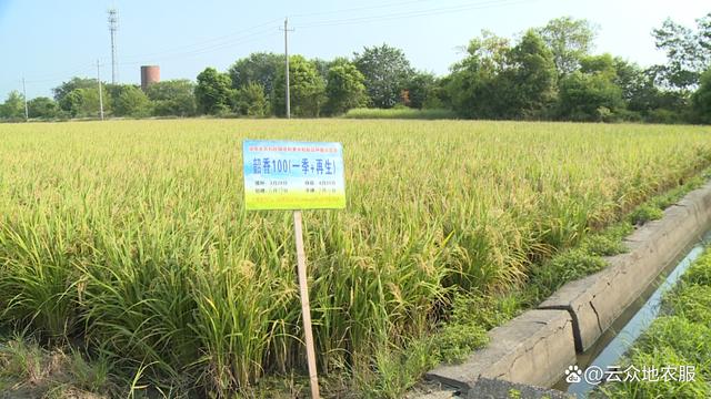稻谷降镉靠科技,多个低镉积累水稻品种镉含量达到安全标准