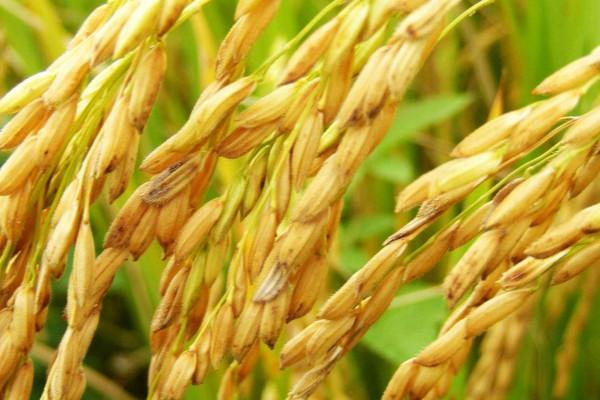 1,稻谷五谷杂粮是我们生活中必须的粮食产品,它主要是指稻谷,大豆
